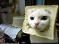 inbredCat.jpg