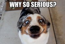 Joker-Dog.jpg