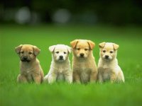 Cute-Puppies.jpg