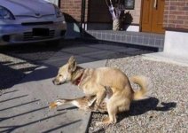 dog-and-duck1.jpg