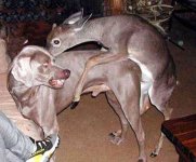doggy-deer1.jpg