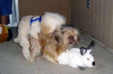 dogs+humping+rabbit1.jpg