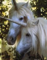 unicorn_love_copyright_robert_vavra.jpg unicorn_love_copyright_robert_vavra.jpg