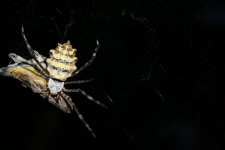 midnight_snack_by_fluffybluecow-d3jk7ss.jpg