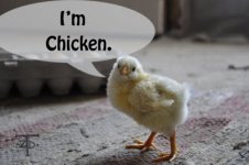 I'm+chicken+banner.jpg