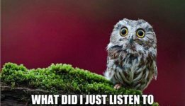 owl.jpg owl.jpg