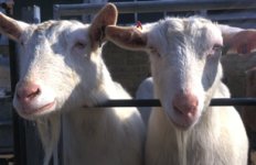 29goats2.jpg