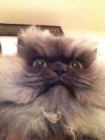 pissed_looking_cat_02.jpg pissed_looking_cat_02.jpg