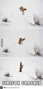 firefox crashed.jpg