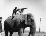 elephant.jpg