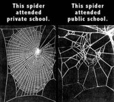 spider1.jpg