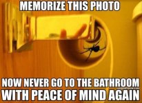 spider2.jpg
