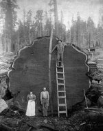 when_trees_were_36.jpg