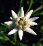 Leontopodium_alpinum_ja1.JPG