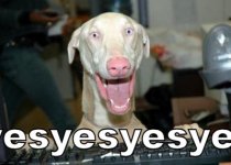 dog.jpg