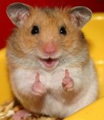 Always-listen-to-hamsters.jpg