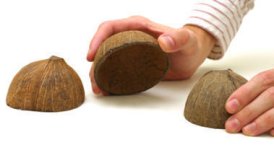 shell-game2.jpg