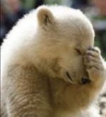 facepalmbear.jpg