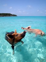 Vorobek_Bahamas_-_swimming_pigs.jpg
