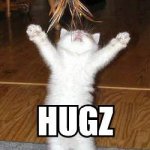 hugs-cat-lolcat-hugz.jpg