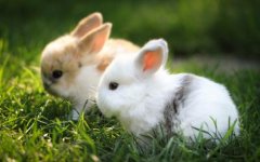 Bunnies!.jpg Bunnies!.jpg