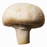 Mushrooms.jpg