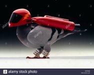 turbo-fueled-carrier-pigeon-ARRN0M.jpg