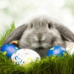 rabbit_easter_egg_04-500x500.jpg rabbit_easter_egg_04-500x500.jpg