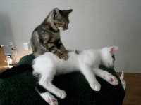 tumblr_mbjccnVqdH1rpdq0to1_500.gif