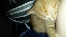 kitty.jpg