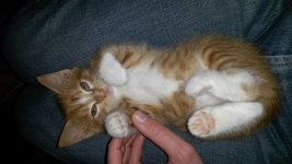kitty.jpg