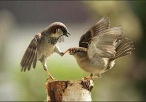 perfectly-timed-photos-awesome-11.jpg