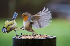 perfectly-timed-photos-awesome-13.jpg