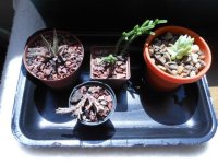 DSCN2483.jpg
