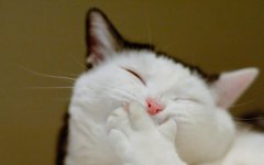 kitty laugh.jpg