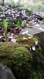 IMG-20170927-WA0027.jpg IMG-20170927-WA0027.jpg