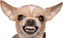 Chihuahua-Vs.-Great-Dane-Is-Like-A-Doggy-David-And-Goliath-Video.jpg