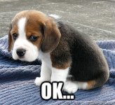 Sad puppy.jpg