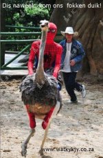 spiderman-duik.jpg