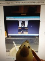 dog.jpg