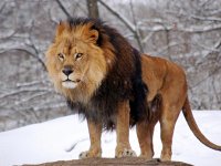 lion_98213-1600x1200.jpg