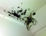 house-spiders.jpg