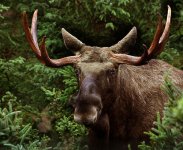 SWEDISHMOOSE.jpg