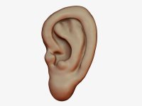 zbrush_ear_by_zuso-d2y9ocv.jpg