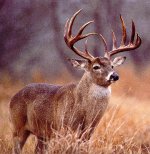 free_deer_hunting_tips_big_buck1%u002525255B1%u002525255D.jpg