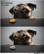 the-last-cookie_o_253001.jpg