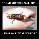 funny-Giant-Japanese-Hornet-big-bee.jpg