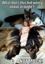 dogs.jpg