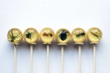 insect-lollipops.jpeg