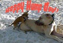 hump-day-dogs.jpg